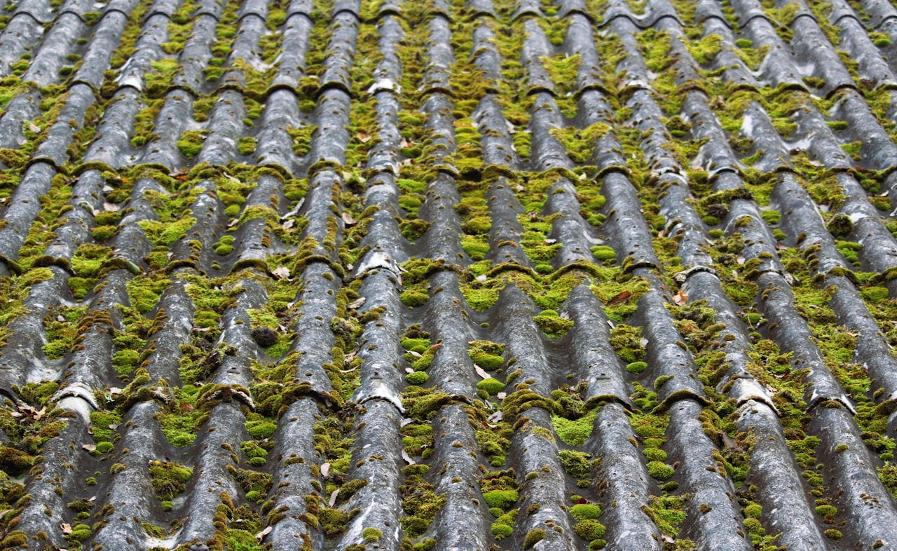 Close-up of an old slate roof covered with lush green moss, captured outdoors.